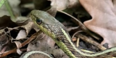 Charlottesville snake